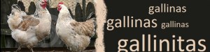 cropped-gallina1.jpg